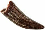 Theropod (Deltadromeus?) Pre-Max Tooth - Morocco #238585-1
